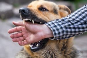 Insurance Policies and Dog Bites